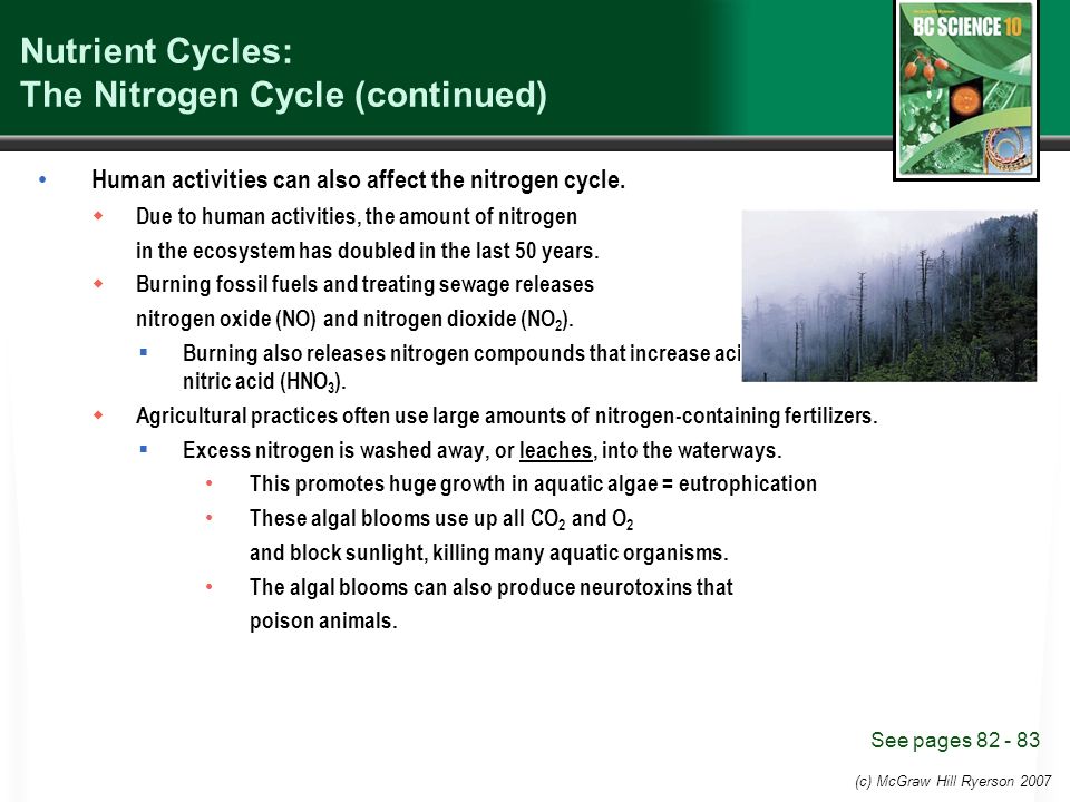 The nutrient cycle and the nitrogen